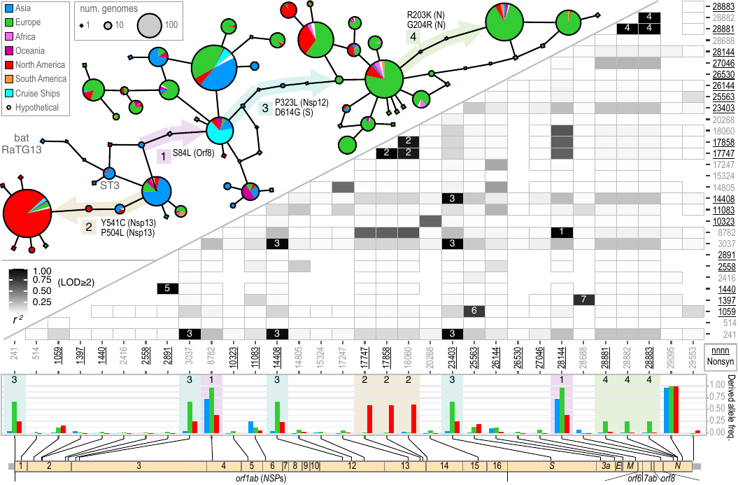 Akther, Li, Martin, Di, Sulkow, Pante, Bezrucenlovas, Luft, Qiu (May, 2020). "Origin, recombination, and missed opprotunities: a genomic perspective of the first 100 days of COVID-19 pandemic". (Unpublished).