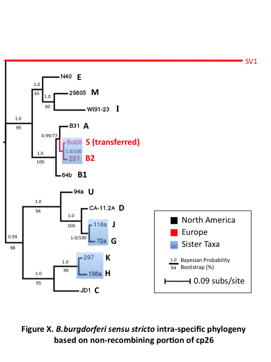 Phylogenetic tree of 15 B. burgdorferi strains.