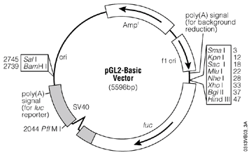 PGL2-Basic vector Promega.gif