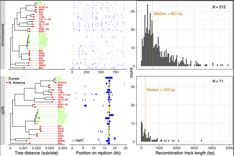 Akther et al. 2024. "Natural selection and recombination at host-interacting lipoprotein loci drive genome diversification of Lyme disease and related bacteria" mBio 0:e01749-24. Press coverage: CUNY Graduate Center News Story; Hunter press